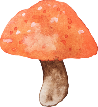 Wild Mushroom Illustration  